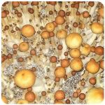 Псилоцибиновые (галлюциногенные)  грибы Psilocybin "Golden Teacher" в Чебоксарах